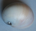 /products/neritona-macgillivrayi-1-reeve-1855/